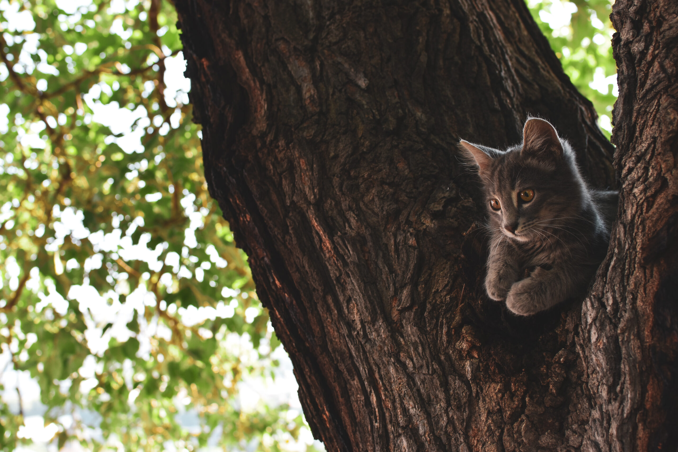 How To Talk To Your Cat About Gun Safety