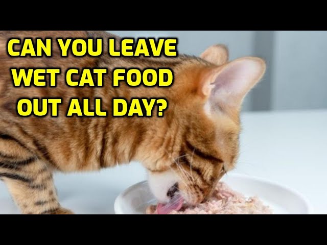 How Long Can You Leave Wet Cat Food Out